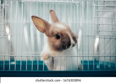 Home Rabbit Say Welcome To His  Cage. Little Grey Bunny. Home Pet Close Up.