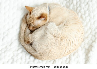 Home red point siamese cat (red) sleeps curled up on a white cozy plush blanket top view