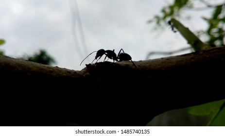 Home Remedies For Getting Ride Of Carpenter Ants