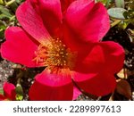 Home Run Rose or Candia Meidiland bloom in a garden. Rosa pinetorum