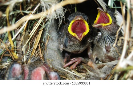 Home sparrow is most common bird in Indian subcontinent at the same time there is lack of work on this specie . this is the picture of sparrow chick waiting for food in nest