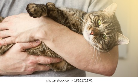 Home Tabby Happy Cat In Mans Hands. Pet Therapy And Self Care, An Authentic Hobby Of Pets