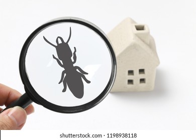 Home and termite