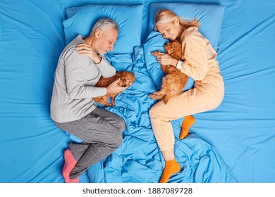 Home Time Sleeping And Resting Concept. Senior Couple Rest Together With Small Pedigree Puppies In Bed Dressed In Nightwear Enjoy Peaceful Atmosphere Have Healthy Good Night Sleep. High Angle View