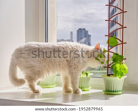 Home vegetable garden and a curious cute white house cat on window sill. Young plants of cucumber, bell pepper in green pots.