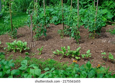 Home vegetable garden on a sunny day. Crops include carrot, marigold flower as a companion plant to deter bugs, red beet, tomato, beans and summer squash.