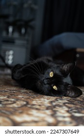 home votosession of a beautiful pet black cat (Shot on Sony Alpha A7 IV (4K))