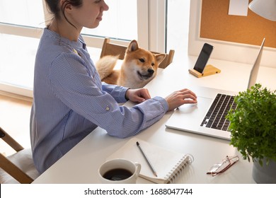 Home Work During Quarantine. Coronavirus Pandemic. Home Office Workplace With Woman And Cute Shiba Inu Dog