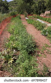 Homegrown 4: Color Photograph Of Vegtables Growing In An Allotment, In The North Of Ibiza, Spain.