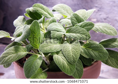 Homegrown and aromatic herb in old clay pot. Set of culinary herb. Green growing sage.