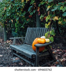 Home-grown Autumn Pumpkin In A Family Garden On The Vine