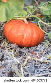 Home-grown Autumn Pumpkin In A Family Garden On The Vine