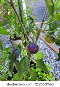 Home-grown Beautiful Tasty Organic Heirloom Black Beauty Tomato In Container Garden