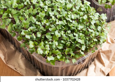 Homegrown Broccoli And Kale Microgreens On A Table