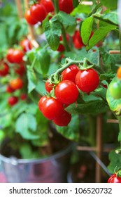 Homegrown Cherry Tomatoes In A Pot