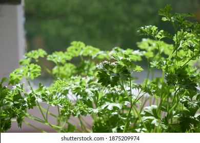 Homegrown Fresh Herb in a Pot: Parsley - Shutterstock ID 1875209974