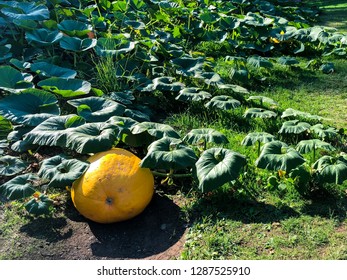 Homegrown Giant Pumpkin Squash Growing On Trailing Vine In Garden Allotment. Big Orange Vegetable, Autumn Fall Season. Farm Fresh Food. Prize Showy Curcubita Ripening. Grow Your Own Organic Produce.