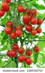 Homegrown organic red cherry tomatoes closeup inside greenhouse - Shutterstock ID 2189310753