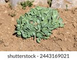 Homegrown Sedum or Stonecrop hardy succulent ground cover perennial green plant with thick succulent leaves and fleshy stems planted in local urban family home garden next to decorative rocks 