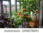 Homegrown small bush of balcony cherry red tomato, basil, tangerine citrus in pots growing on french balcony at home, soft focus. Urban gardening and farming. Dwarf potted tomatoes plant in apartment