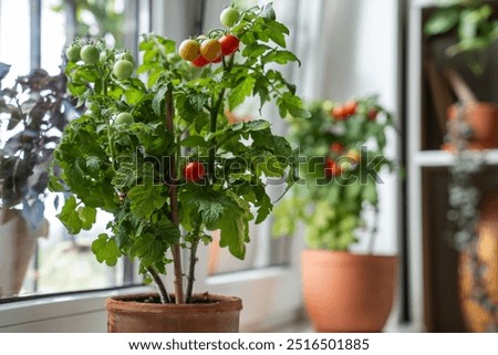 Similar – Image, Stock Photo Tomato plants with ripe and unripe tomatoes in a greenhouse