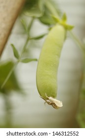 Homegrown Sweet Pea... Pole Bean Tee Pee