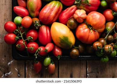 Homegrown tomatoes on a baking tray. Colorful variety of tomatoes. - Shutterstock ID 2161506393