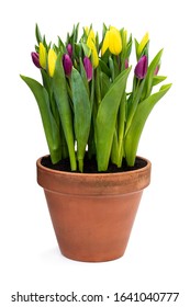 31,751 Tulip pot Images, Stock Photos & Vectors | Shutterstock