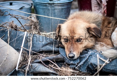homeless, abandoned, unhappy dog, as a poster for an animal shelter
