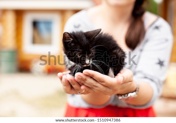 Homeless animals and pet care. Black-white kitten\
sits in female palms