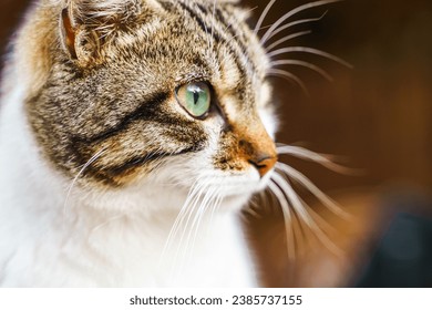 Homeless animals seek shelter. Surviving cat wander street of village,old town. Stray, abandoned creatures. Sad, lonely,helpless pets cats need rescue care. Desperate hope for home finding. - Powered by Shutterstock