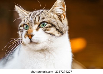 Homeless animals seek shelter. Surviving cat wander street of village,old town. Stray, abandoned creatures. Sad, lonely,helpless pets cats need rescue care. Desperate hope for home finding. - Powered by Shutterstock