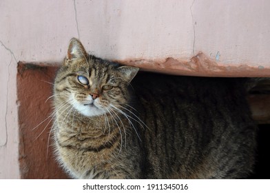 
Homeless Beautiful Cat With A Colorless Eye Rubs Its Head Against A Stone Wall