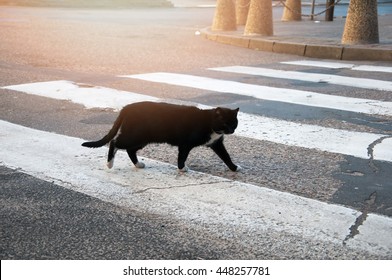 Homeless black cat crossing the street