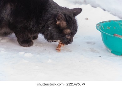 A Homeless Black Cat Eats Outside In Winter.