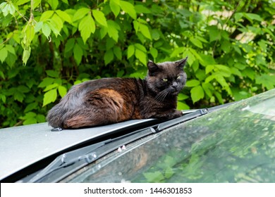 Homeless black cat sitting on the hood of a gray car - Shutterstock ID 1446301853