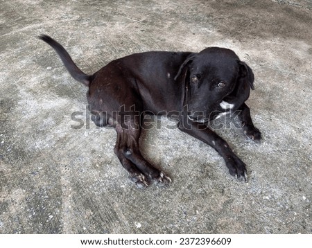 Homeless black domestic dog lying on the cement floor. Abandon and alone pet concept.