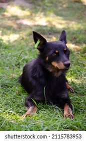 Homeless Black Little Dog Is Waiting For Food. Dog With Tag About Sterilization And Rabies Vaccination Lies On The Grass. Concept Of Sterilization Of Stray Animals. Humane Country.