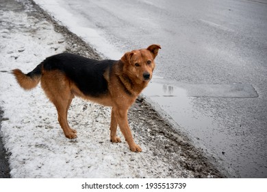 A Homeless Brown Dog Stands By The Side Of The Road In The Muddy Snow Looking At The Camera With A Funny Expression On His Face. Animals Without A Home Freeze In Winter. Animal Shelter Concept.