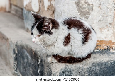 Homeless Cat