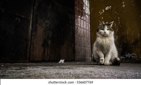 Homeless cat

