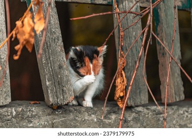 Homeless cat with autumn leaves on the street. Portrait of an animal. Dirty street cat. Abandoned cat in the yard. Cats abandoned on the street, animal cruelty, loneliness. Ukrainian cat - Powered by Shutterstock