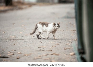 Homeless cat with autumn leaves on the street. Portrait of an animal. Dirty street cat. Abandoned cat in the yard. Cats abandoned on the street, animal cruelty, loneliness. Ukrainian cat - Powered by Shutterstock