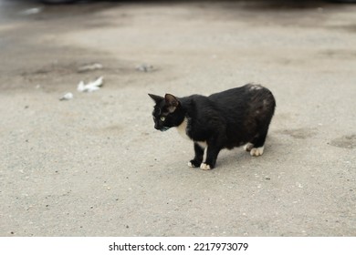 Homeless Cat Black. Cat. Pet Without Owner. Animal In Town.