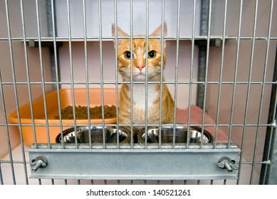 Homeless Cat In A Cage In An Animal Shelter