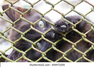 A Homeless Cat In A Cage.Sad Look