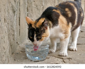 Homeless Cat Drinking Water From Plastic Bowl