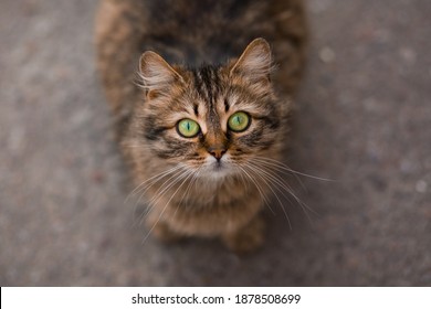Homeless Cat with green eyes sitting outdoor. Homeless animals. Concept help Homeless Cats