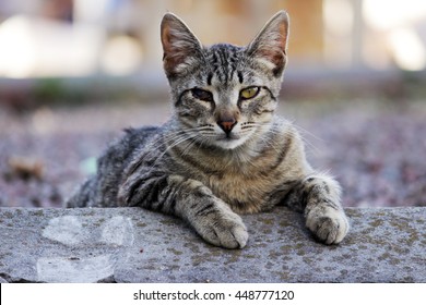 homeless cat infected with feline herpesvirus - Feline viral rhinotracheitis or chlamydiosis - Chlamydia psittaci with eyes conjunctivitis and Panophthalmitis