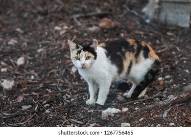 A homeless cat lives on an abondoned yard in Spain with other cats. It has been sterilized in a trap-neuter-release action as can be seen by the clipped left ear (ear-tipping). Focus on the face.